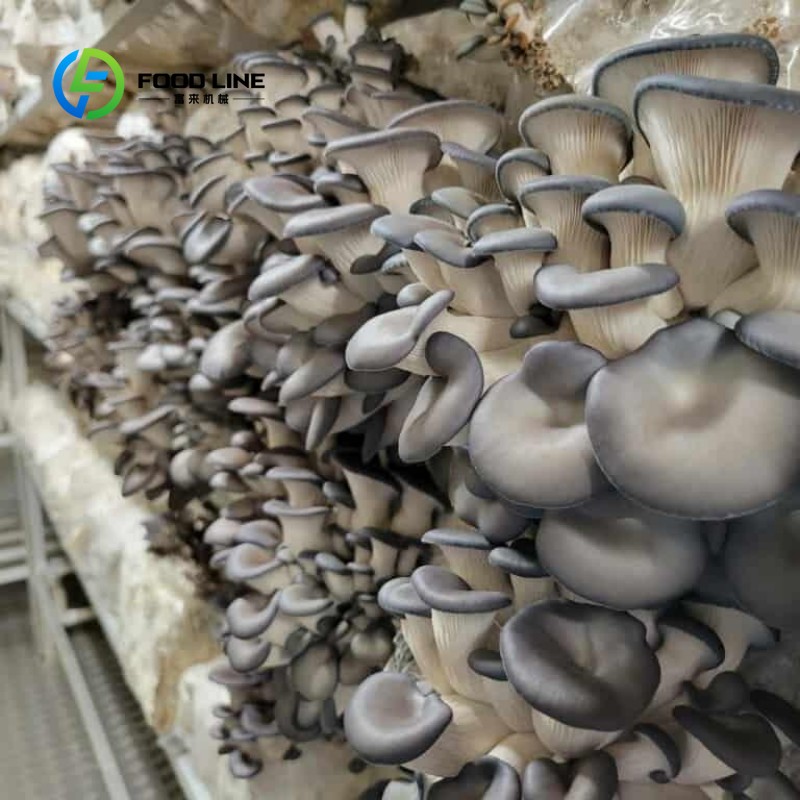 Modüler Konteyner Çiftliği Kap - Urban Farming Vertical incelemesi ve fiyatı